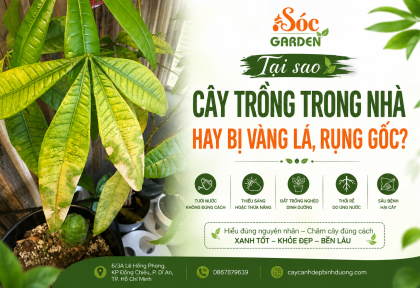 Tại sao cây trồng trong nhà hay bị vàng lá, thối gốc và cách khắc phục triệt để.