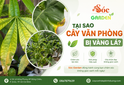 Tại sao cây văn phòng bị vàng lá