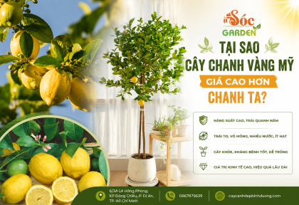 Tại sao cây chanh vàng mỹ giá cao hơn chanh ta