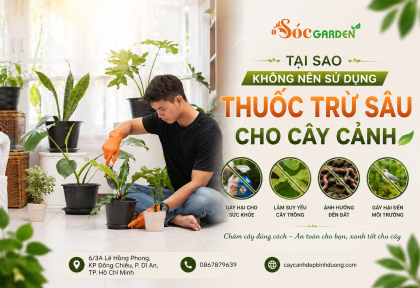Tại sao không nên sử dụng thuốc trừ sâu cho cây cảnh