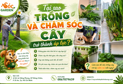 Tại sao trồng và chăm cây sóc cây trở thành áp lực