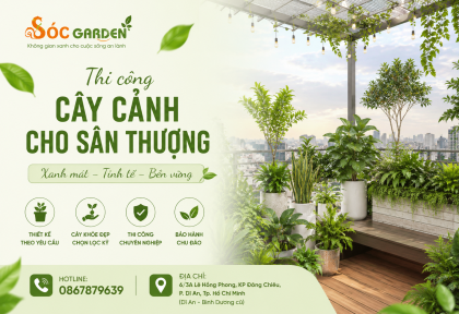 Thi công Cây cảnh cho sân thượng 