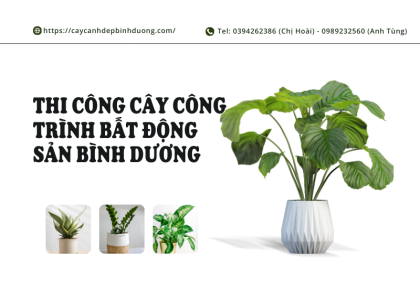 Thi Công Cây Công Trình Bất Động Sản Bình Dương