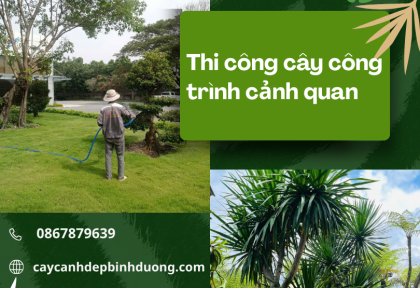 Thi công cây công trình cảnh quan