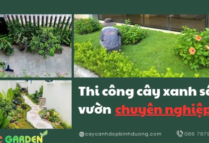Thi công cây xanh sân vườn chuyên nghiệp