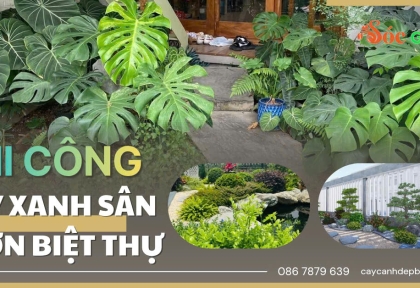 Thi công cây xanh sân vườn biệt thự