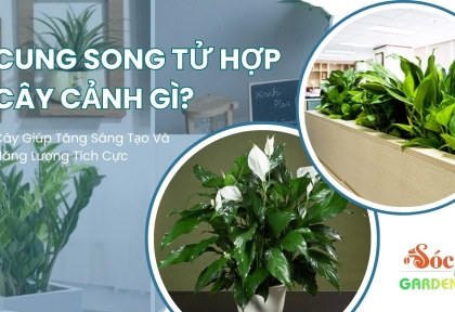 Cung Song Tử Hợp Cây Cảnh Gì? Cây Giúp Tăng Sáng Tạo Và Năng Lượng Tích Cực