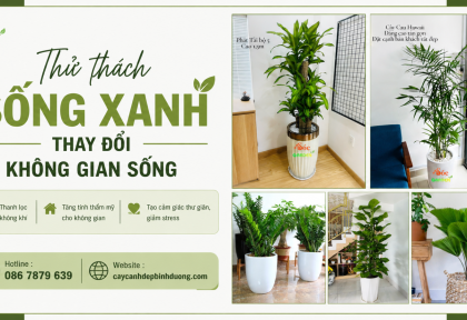 Thử thách sống xanh thay đổi không gian sống