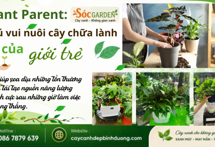 Thú vui nuôi cây chữa lành của giới trẻ