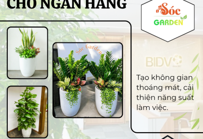 Cho thuê cây văn phòng cho ngân hàng