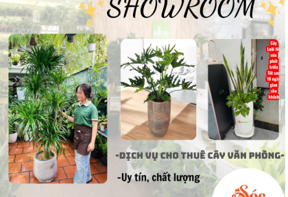 Cho thuê cây văn phòng cho showroom