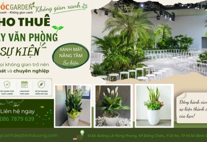 Cho thuê cây văn phòng cho sự kiện