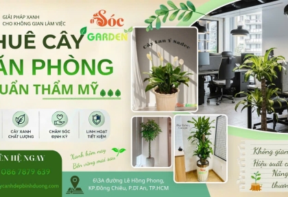 Cho thuê cây văn phòng chuẩn thẩm mỹ
