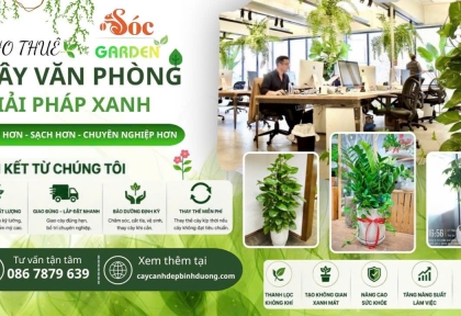 Cho thuê cây văn phòng giải pháp xanh