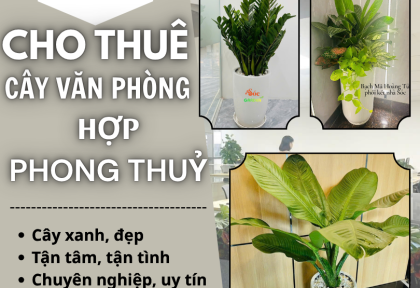 Cho thuê cây văn phòng theo phong thủy