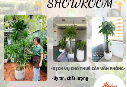 Cho thuê cây văn phòng cho showroom