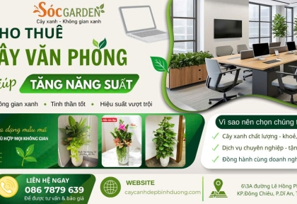 Cho thuê cây văn phòng giúp tăng năng suất