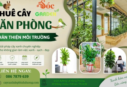 Cho thuê cây văn phòng thân thiện môi trường