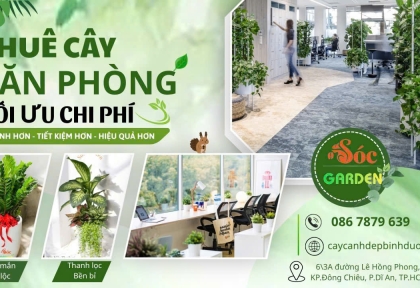 Cho thuê cây văn phòng tối ưu chi phí