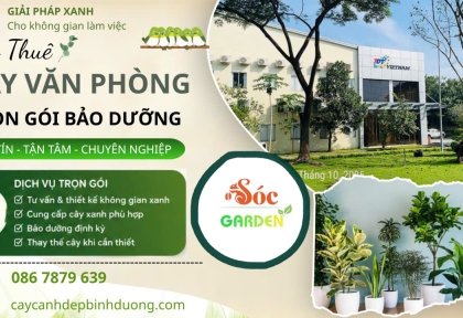 Cho thuê cây văn phòng trọn gói bảo dưỡng