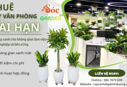 Cho thuê cây văn phòng dài hạn