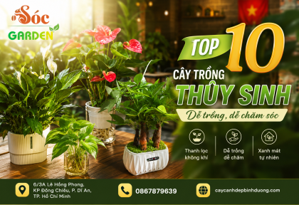 Top 10 cây trồng thủy sinh dễ trồng, dễ chăm sóc