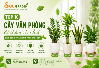 Top 10 cây văn phòng dễ chăm nhất cho công ty và người mới chơi cây