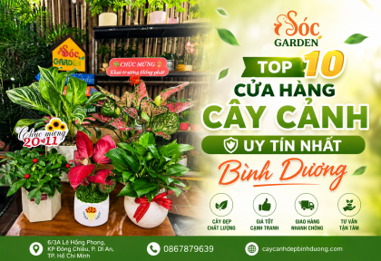 Top 10 Cửa Hàng Cây Cảnh Uy Tín Nhất Bình Dương