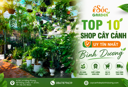 Top 10 Shop Cây Cảnh Uy Tín Nhất Bình Dương