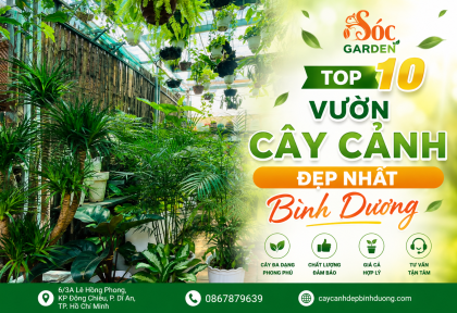 Top 10 Vườn Cây Cảnh Đẹp Nhất Bình Dương