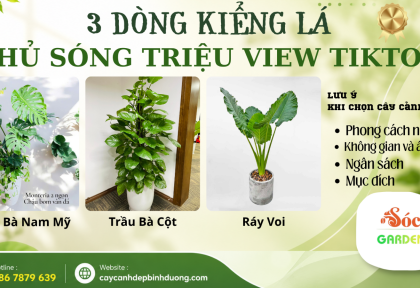 Top 3 dòng kiểng lá phủ sóng triệu view TikTok