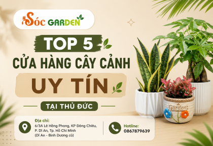 Top 5 Cửa Hàng Cây Cảnh Uy Tín tại Thủ Đức