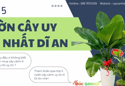 Top 5 Vườn Cây Cảnh Uy Tín Nhất Dĩ An