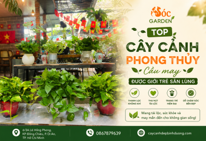 Top cây cảnh phong thủy cầu may được giới trẻ săn lùng