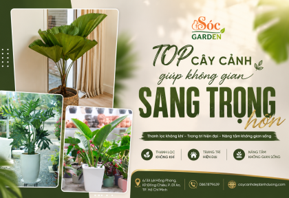 Top cây cảnh giúp không gian sang trọng hơn
