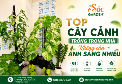 Top cây cảnh trồng trong nhà không cần ánh sáng nhiều, sống cực bền.