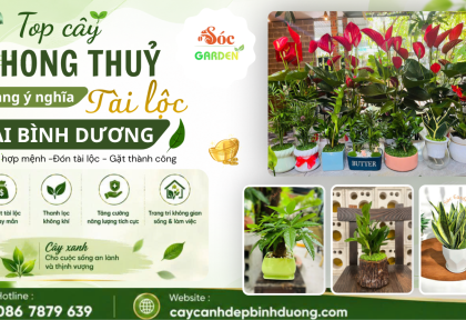 Cây phong thủy mang ý nghĩa tài lộc tại Bình Dương