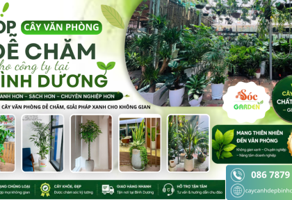 Top cây văn phòng dễ chăm cho công ty