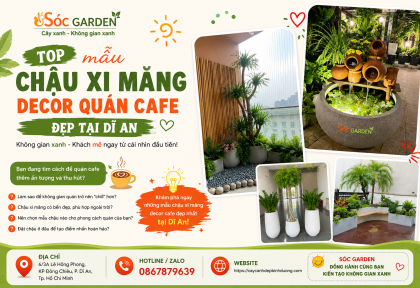 Top mẫu chậu xi măng decor quán cafe đẹp tại Dĩ An