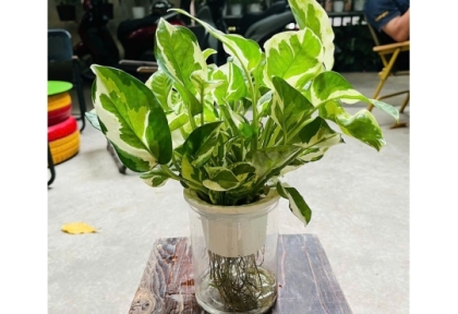 Cây quà tặng phong thủy hút tài lộc