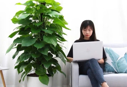 Cung Cấp Và Thi Công Cây Văn Phòng Tại Bình Dương 