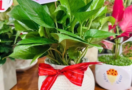 Nên chọn cây nào làm quà tặng sinh nhật?