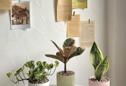 Trang Trí Văn Phòng Hiện Đại Với Cây Xanh – Xu Hướng 2025