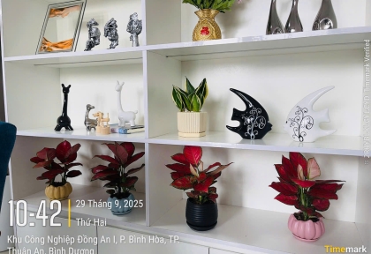 Top những cây để bàn đẹp, dễ chăm phù hợp phòng máy lạnh