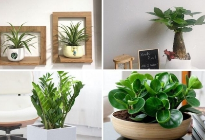 Cây xanh để bàn bán chạy