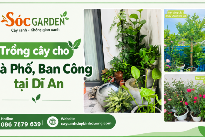 Trồng cây cho Nhà Phố, Ban Công tại Dĩ An
