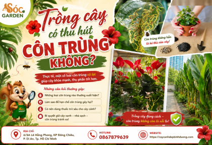 Trồng cây có thu hút côn trùng không?