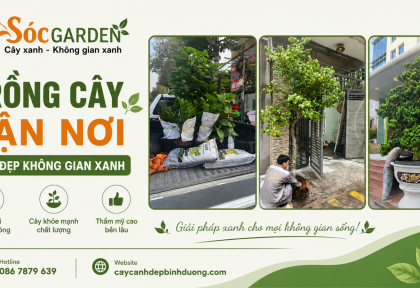 Trồng cây tận nơi - Làm đẹp không gian xanh