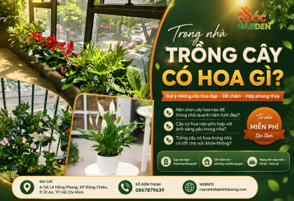 Trong nhà trồng cây có hoa gì? 