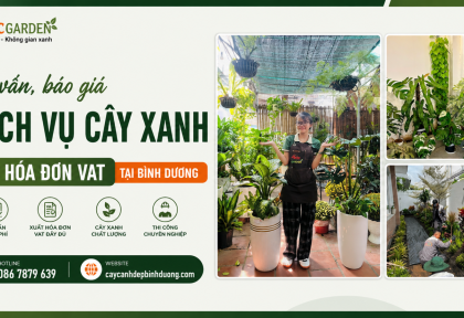 Tư vấn, báo giá dịch vụ cây xanh có VAT ở Bình Dương